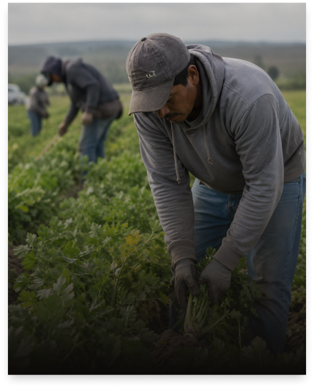 Trabajador del campo en una cosecha