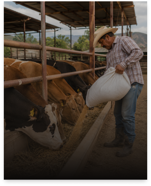 Ganadero alimentando animales en corral