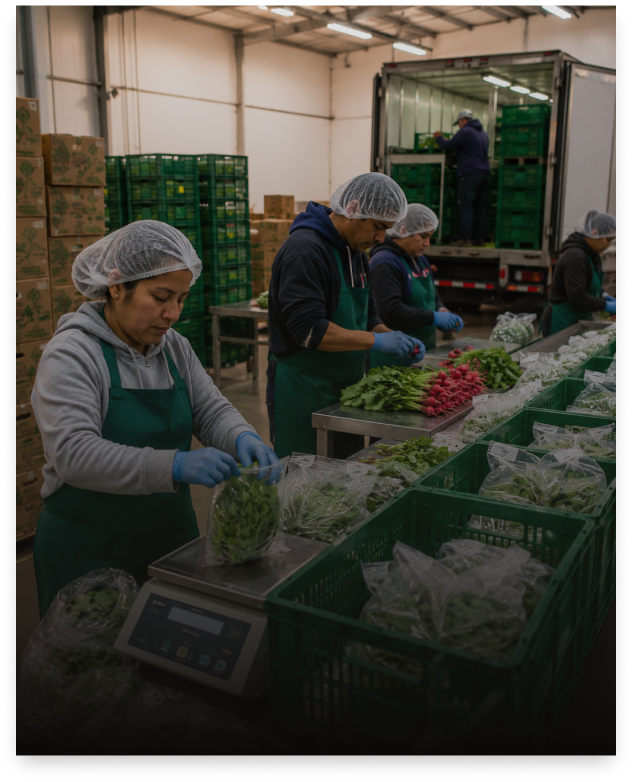 Personas empacando productos agrícolas