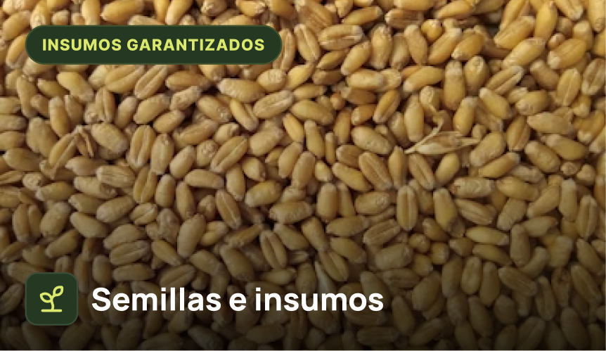 Semillas e insumos