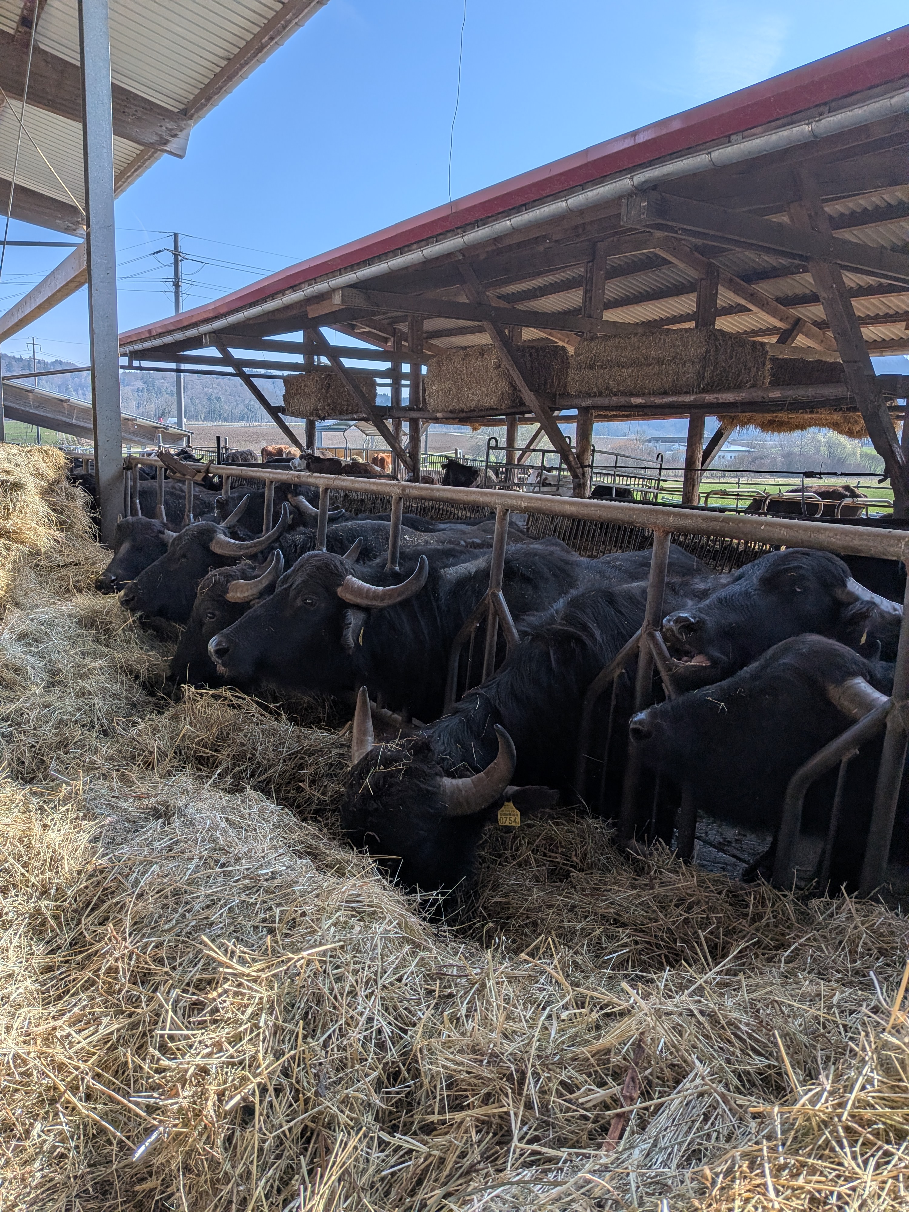 Wasserbüffelherde Wasserbüffelherde