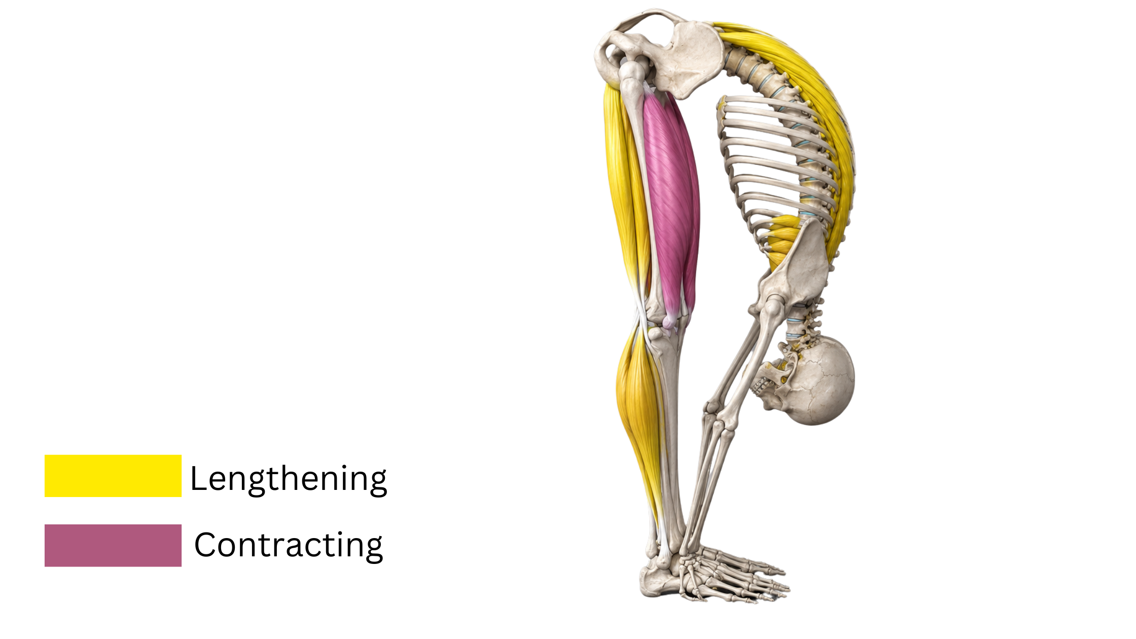 Anatomy of Utanasana