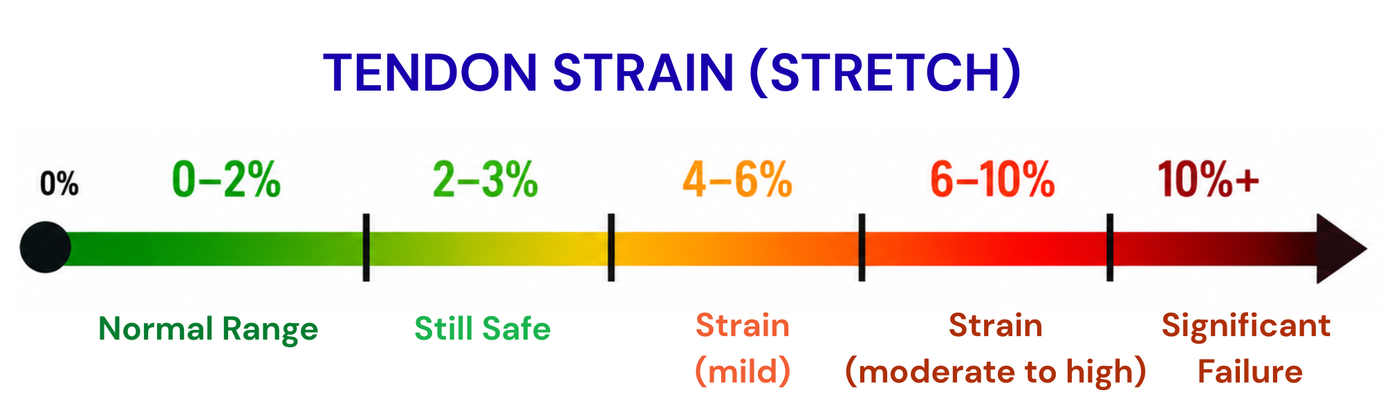 Diagram illustrating tendon strain from 0–2% to 10%+, showing the progression from normal tendon loading to significant tendon injury.