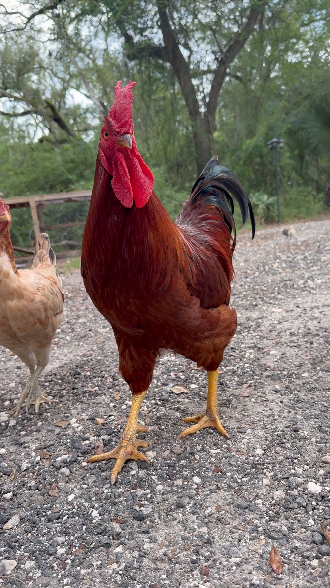Animals 5