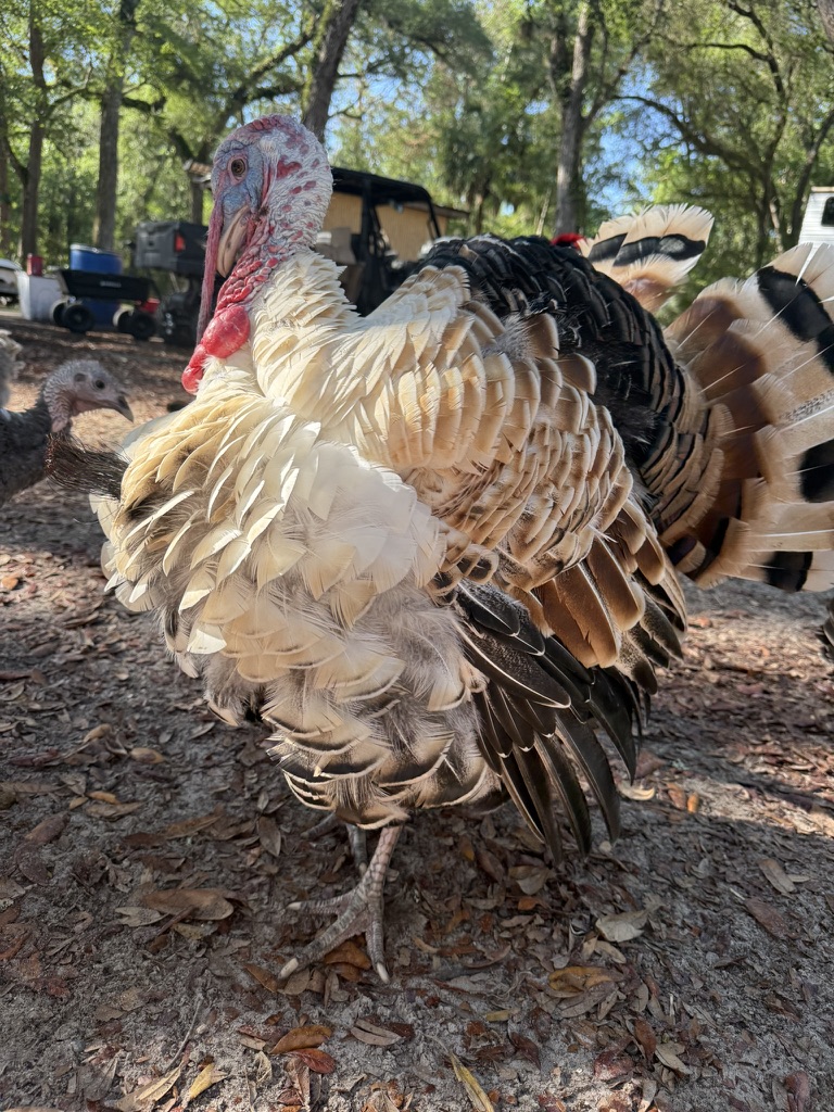 Animals 7