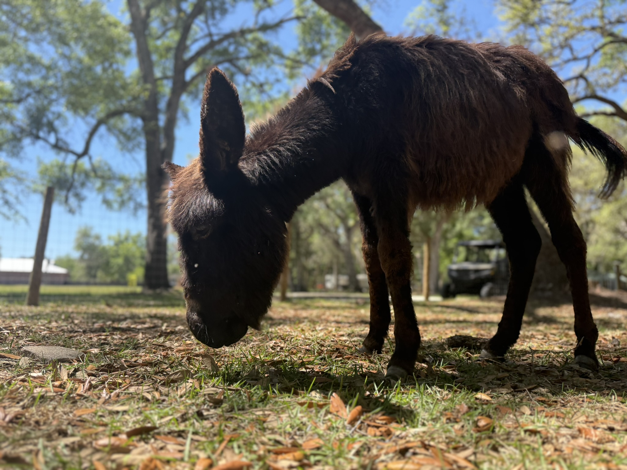 Animals 3
