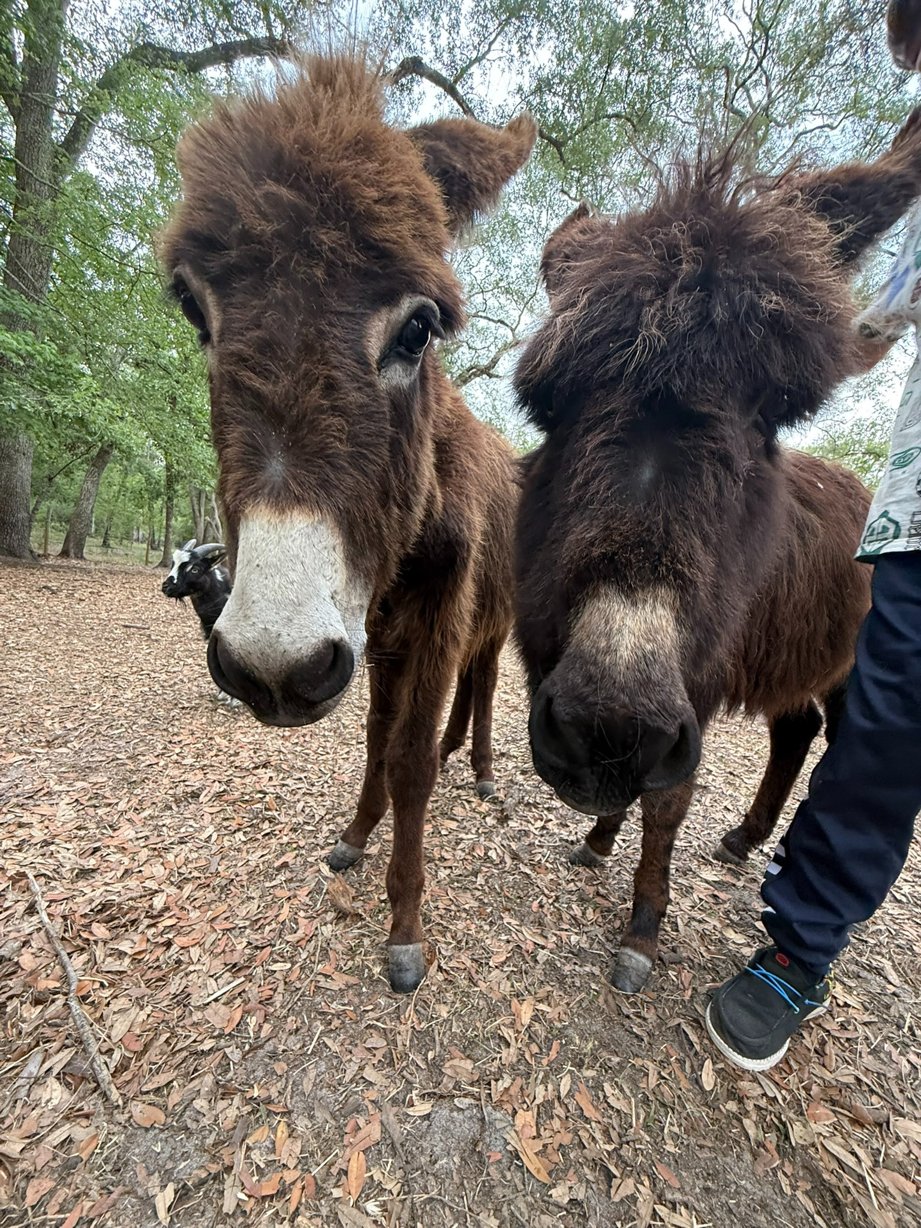 Animals 1