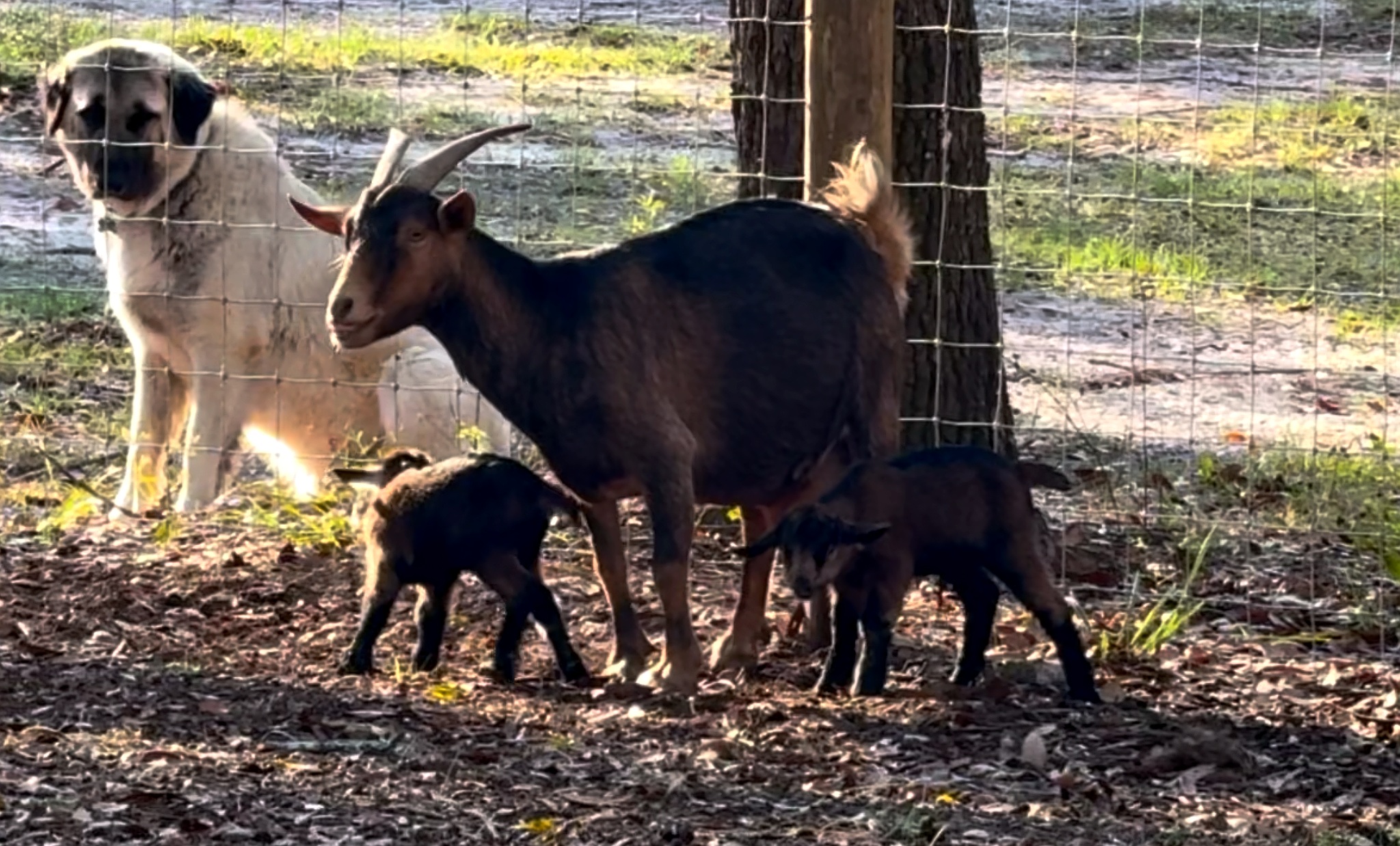Animals 2