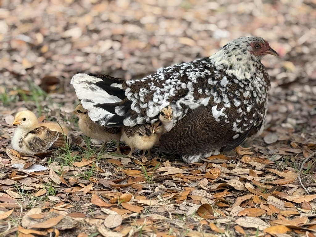 Animals 13