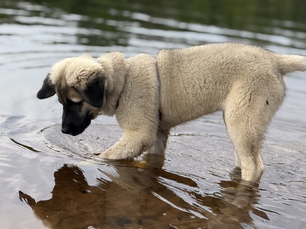 Animals 16