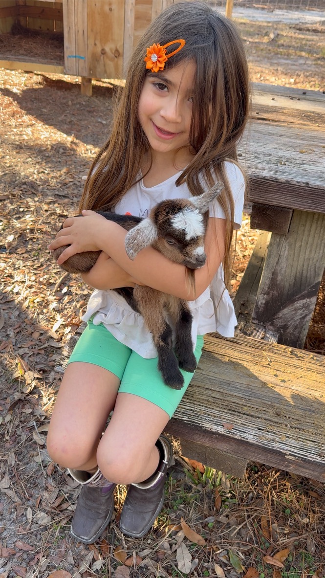 Animals 17