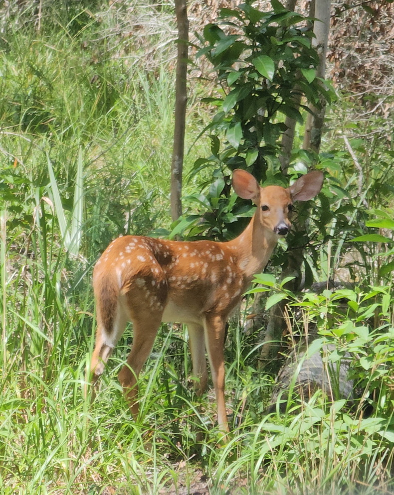 Animals 18