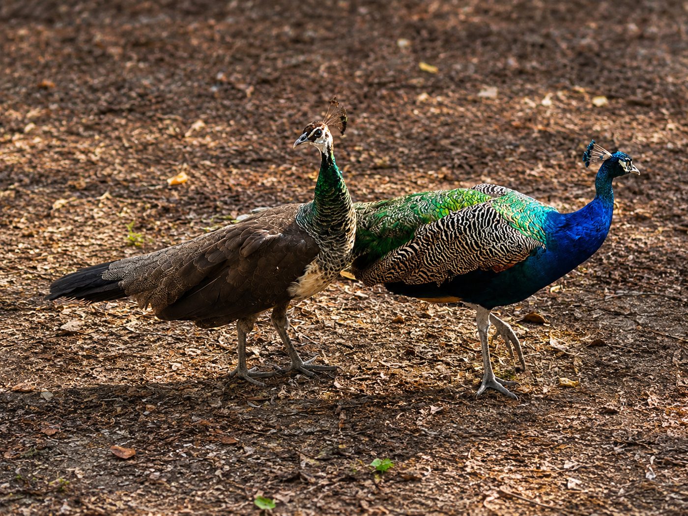 Animals 3