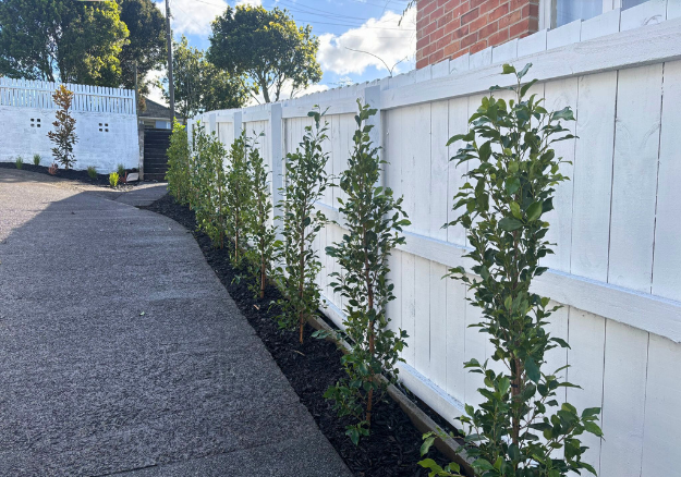 Garden Landscaping job in Auckland