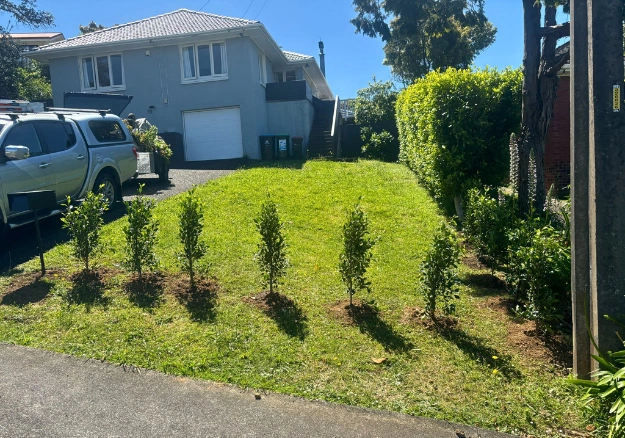 tree planting on residential lawn