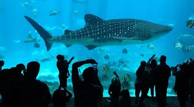 Whale shark at Georgia Aquarium