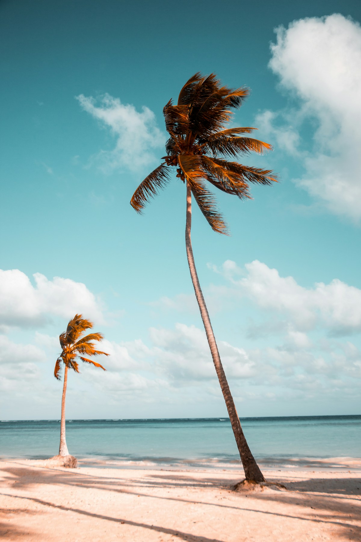 Palmiers tropicaux