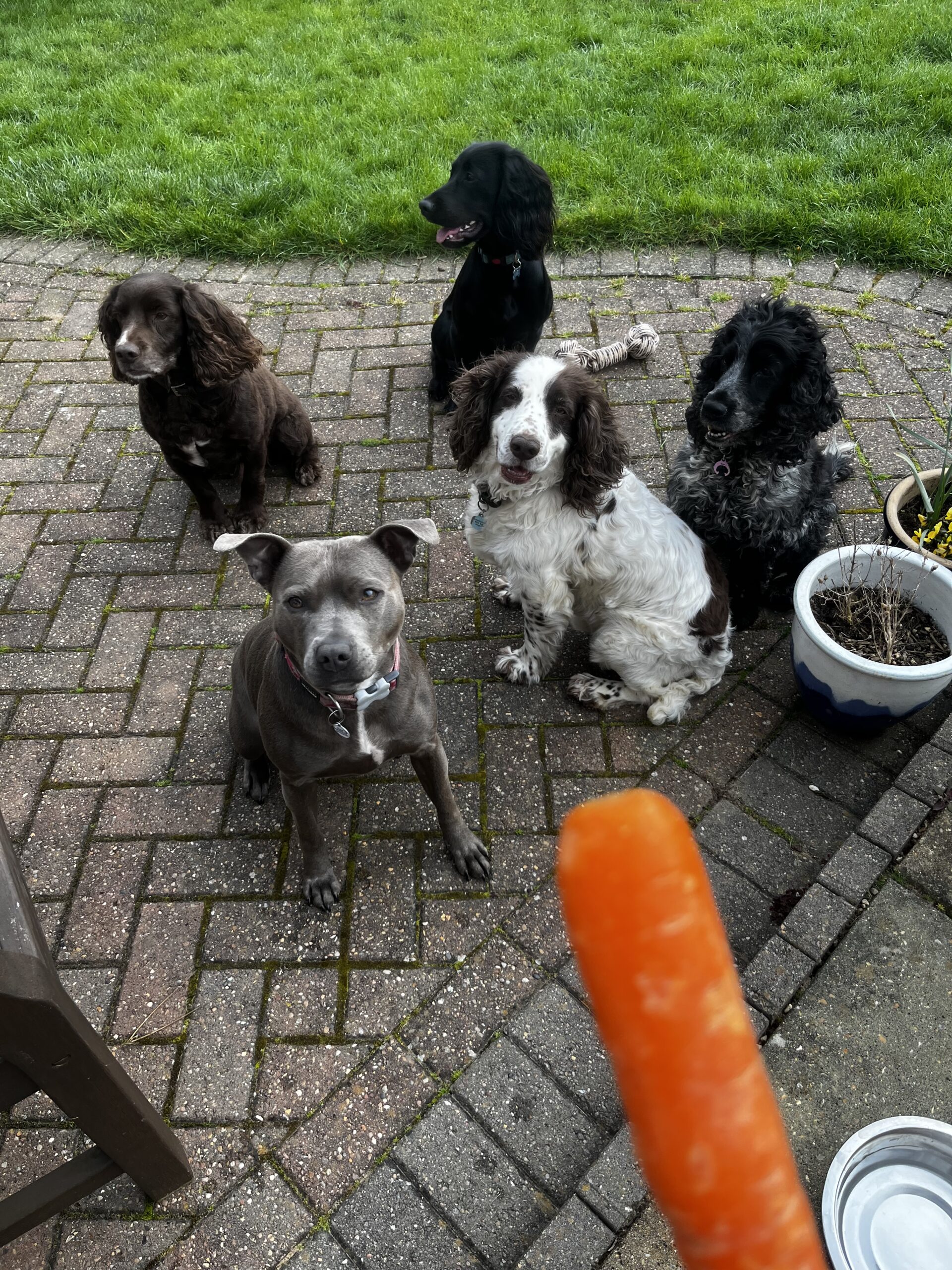 Group of dogs