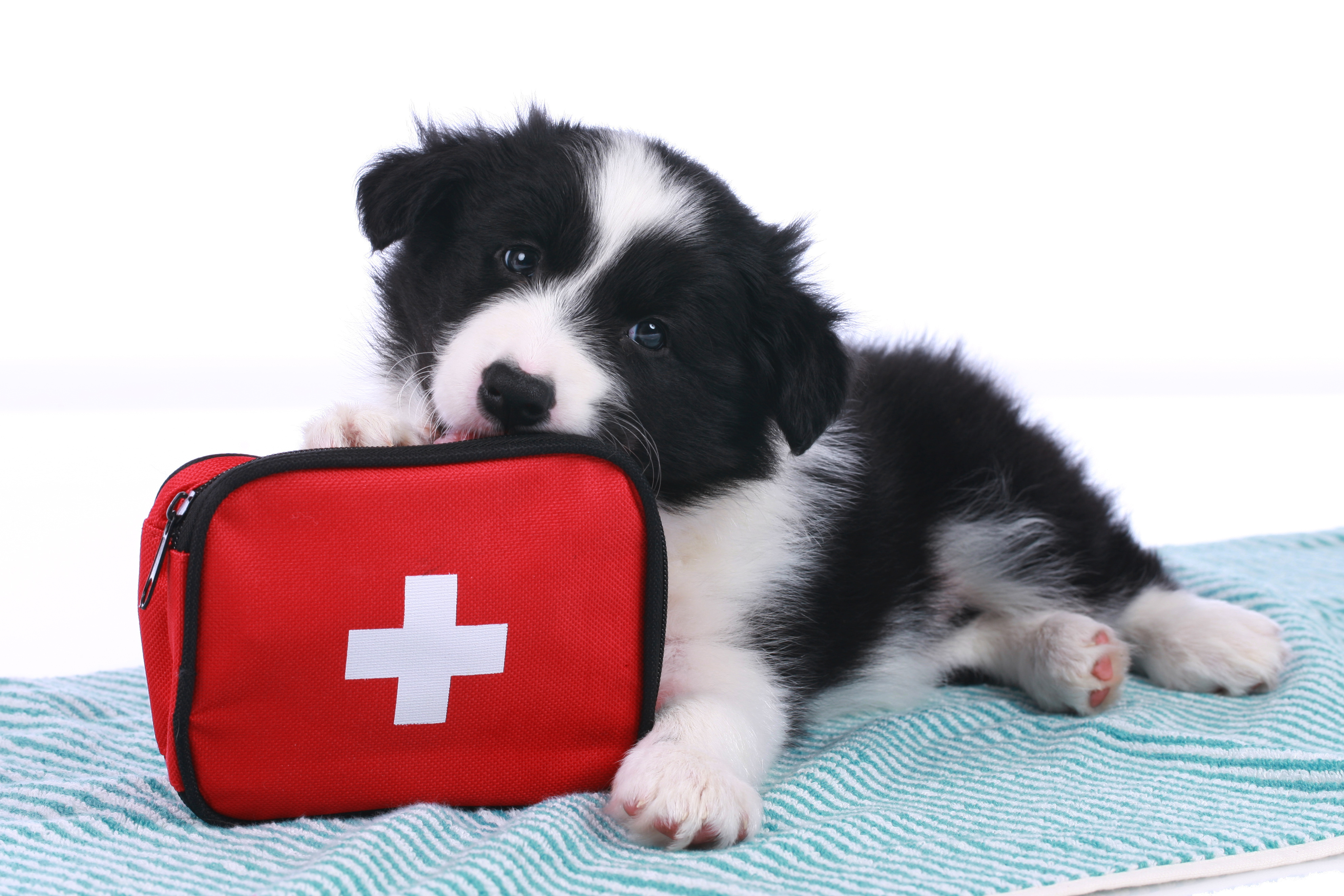 Dog and pet first aid kit