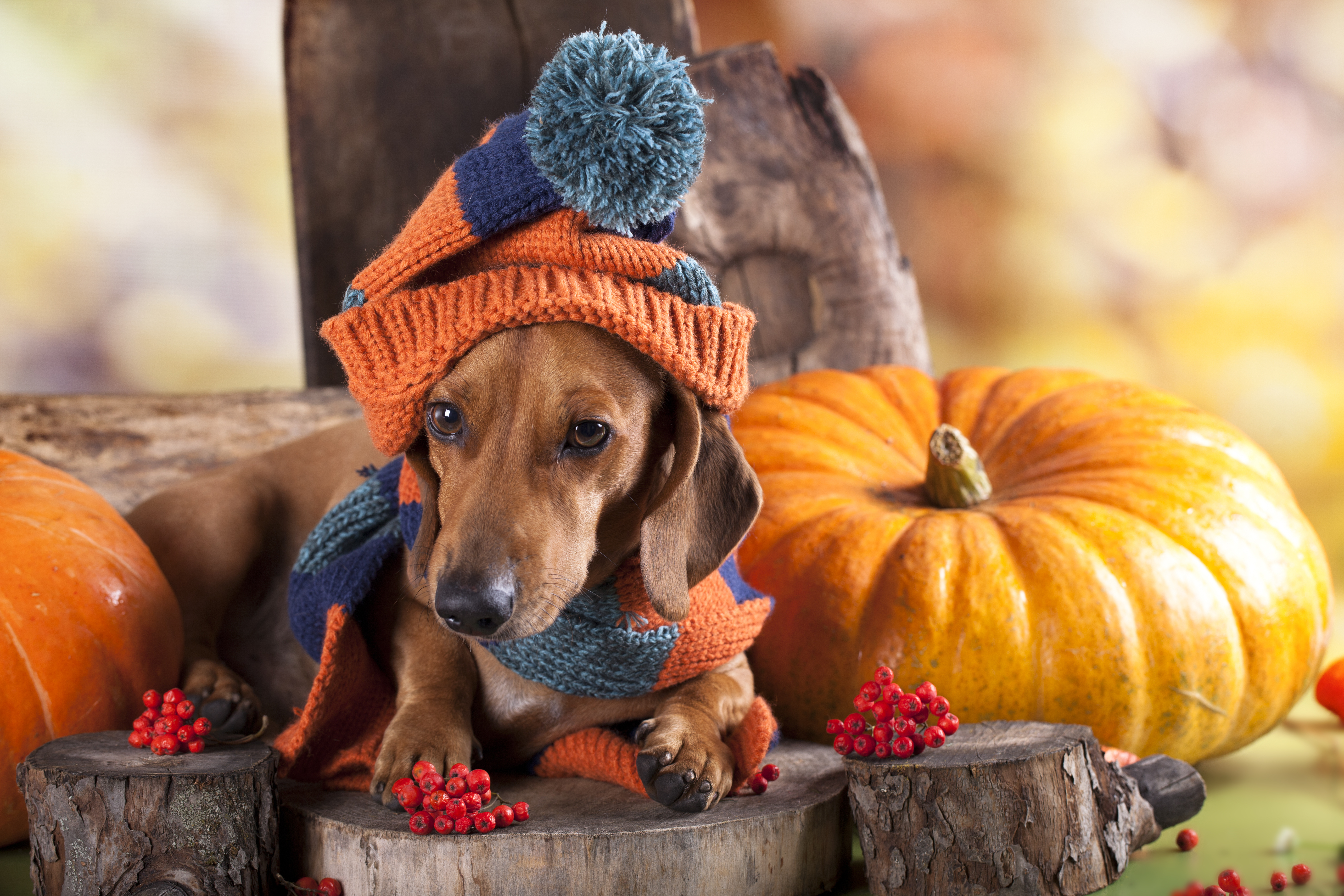 Dog sat next to pumpkin
