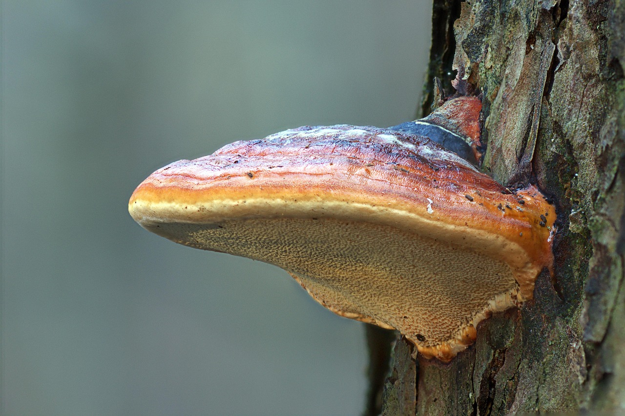 reishi mushroom