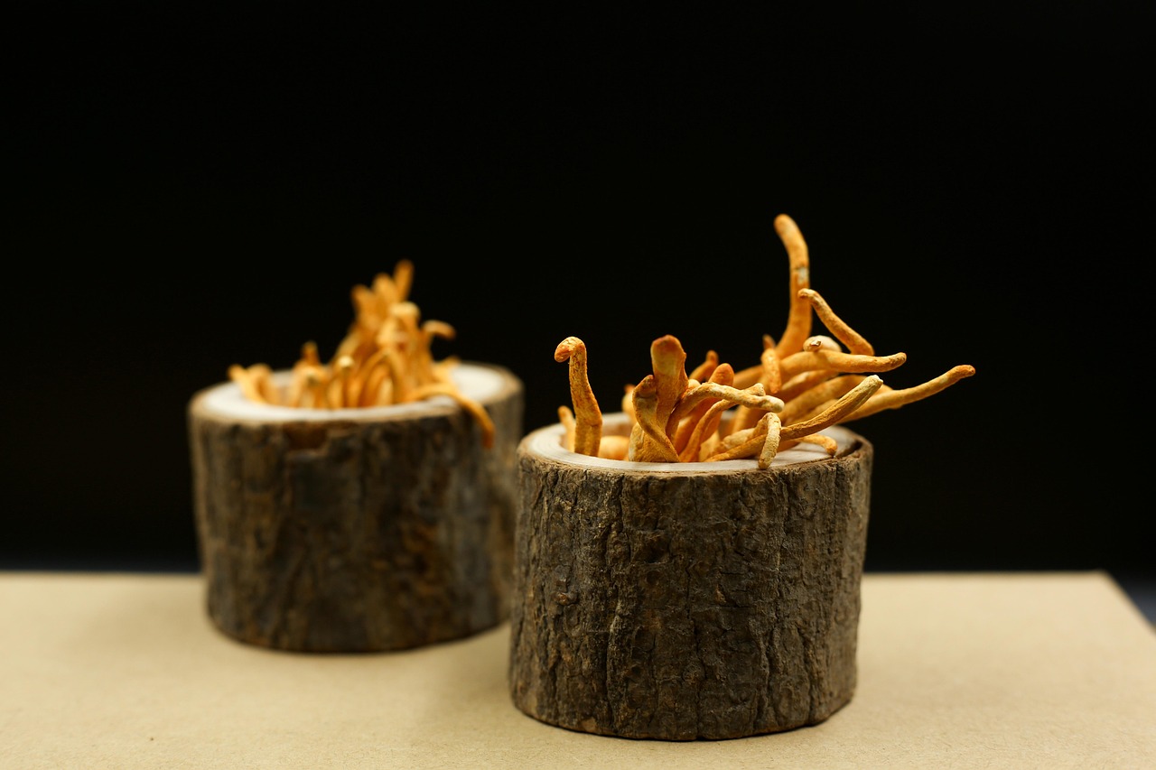 cordyceps