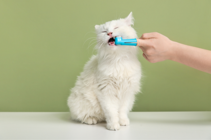 A hand uses a blue finger toothbrush to clean the teeth of a fluffy white cat against a light green background