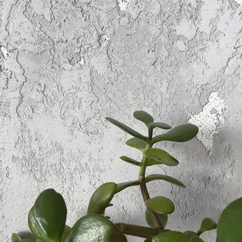 Lime concrete finish with a raw, minimal concrete appearance