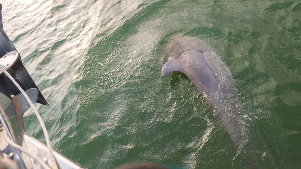 Dolphin swimming beside a sailboat during a private sailing charter in Folly Beach South Carolina Dolphin swimming beside a sailboat during a private sailing charter in Folly Beach South Carolina