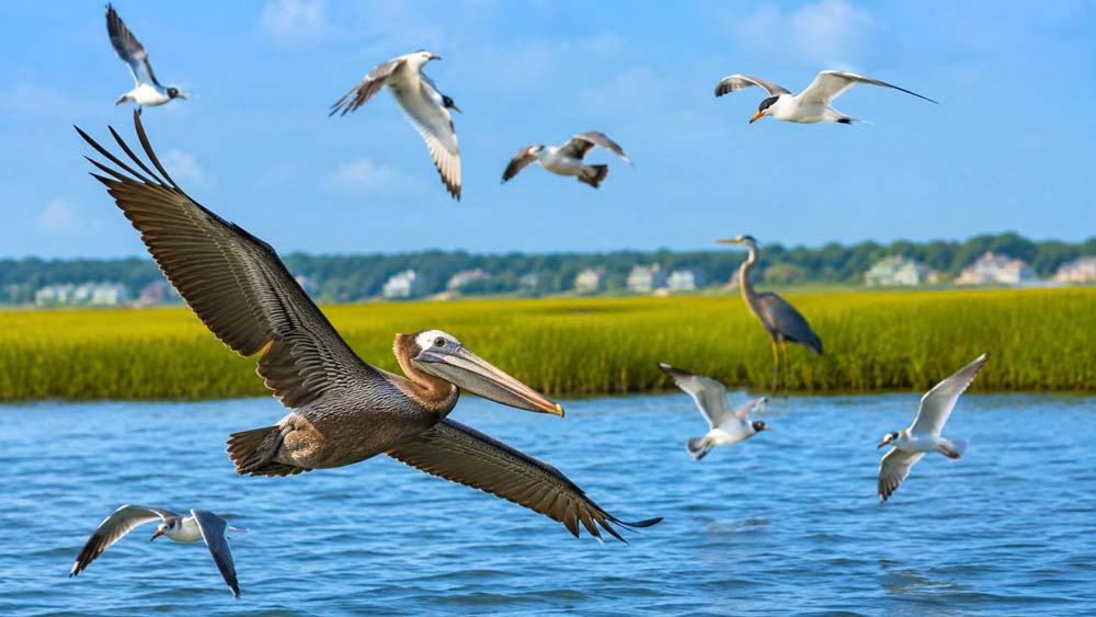 Coastal birds seen during wildlife sailing around Folly Beach