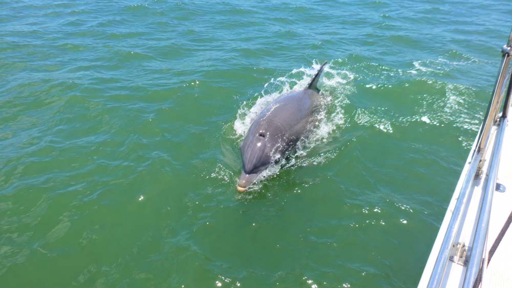 Atlantic bottlenose dolphins near Folly Beach sailing charter