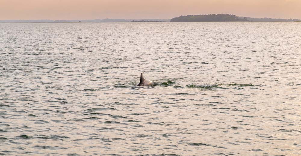 Bottlenose dolphins near a Folly Beach sailing charter in Lowcountry estuary waters Bottlenose dolphins near a Folly Beach sailing charter in Lowcountry estuary waters