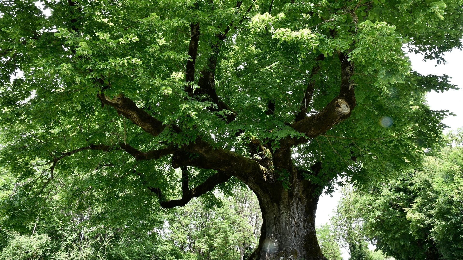 Ever Green Tree Services & Landscaping work site