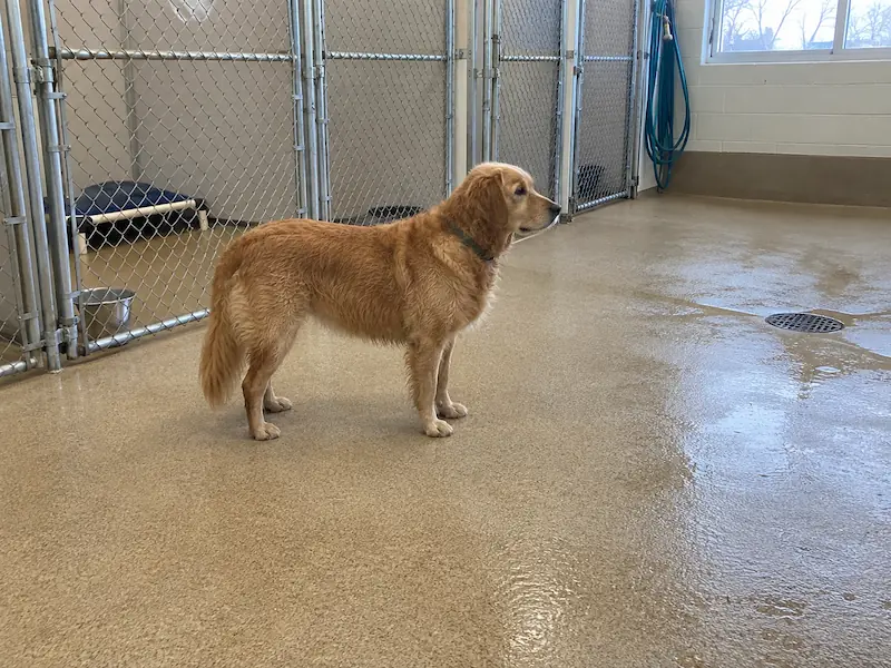 Dog standing on a freshly rinsed seamless coated floor beside chain-link kennel runs