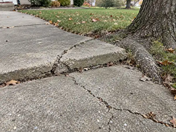 Concrete walkway slab lifted and cracked by a tree root at the lawn edge