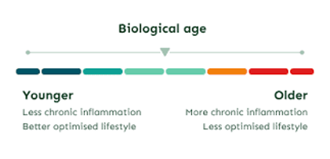 "The Biological Age Test That Predicts Your Next 20 Years (And How to Change Your Results)"  What if I told you there's a test that can predict whether you'll be thriving or declining at 80, based on how you're aging right now? And what if that test could guide specific interventions to literally slow down, stop, or reverse your aging process?  This isn't science fiction. It's the DunedinPace epigenetic aging test, and it's revolutionizing how we understand and approach aging.  Beyond Chronological Age  Your driver's license says you're 60, but your cells might be aging at the rate of a 45-year-old—or a 75-year-old. Chronological age is just time passing. Biological age is how fast your body is actually aging.  The DunedinPace test measures your current "pace of aging"—whether you're aging slower, normal, or faster than expected for your chronological age.  The Science Behind the Test  This test analyzes DNA methylation patterns across specific sites in your genome. Methylation is like your genetic "on/off switches"—determining which genes are active and which are silent.  As we age, our methylation patterns change in predictable ways. But the RATE of these changes varies dramatically between individuals. The DunedinPace algorithm, developed from the famous Dunedin Study (following 1,000 people from birth), can now predict:  Your current biological age How fast you're aging compared to your chronological age Your risk trajectory for age-related diseases How your aging rate might respond to interventions What Your Results Mean  Pace of Aging = 1.0 You're aging at the expected rate for your chronological age. A 60-year-old with this score is biologically aging like a typical 60-year-old.  Pace of Aging = 0.8 You're aging 20% slower than expected. This 60-year-old is biologically aging like a 48-year-old and has the health trajectory of someone much younger.  Pace of Aging = 1.2 You're aging 20% faster than expected. This 60-year-old is biologically aging like a 72-year-old and is at higher risk for age-related decline.  The Intervention Opportunity  Here's the revolutionary part: your pace of aging isn't fixed. It responds to targeted interventions, and the test can track your improvements over time.  Case Study: Robert, 64  Initial DunedinPace Results:  Chronological age: 64 Biological age: 71 Pace of aging: 1.15 (aging 15% faster than expected) His Story: Robert felt exhausted, had declining memory, and his doctor said everything was "normal for his age." His advanced testing revealed:  Severe micronutrient deficiencies Chronic systemic inflammation Poor sleep quality Suboptimal diet despite thinking he ate "healthy" Personalized Intervention Protocol: Based on his comprehensive testing (NutrEval, GI-MAP, genetic analysis):  Targeted micronutrient repletion Anti-inflammatory nutrition protocol Gut health restoration Sleep optimization strategies Personalized exercise program 8-Month Follow-up Results:  Chronological age: 64.7 Biological age: 58 Pace of aging: 0.85 (aging 15% slower than expected) Robert didn't just slow his aging—he reversed it. His energy doubled, his cognition sharpened, and his health trajectory completely changed.  The Pillars of Pace Modification  Nutrition Optimization  Anti-inflammatory foods reduce cellular stress Adequate protein maintains muscle mass and metabolic health Micronutrient sufficiency supports cellular repair Intermittent fasting can improve metabolic flexibility Sleep Quality  Deep sleep activates growth hormone REM sleep supports brain detoxification Consistent sleep schedules regulate circadian rhythms Sleep optimization can improve pace of aging by 10-15% Stress Management  Chronic stress accelerates telomere shortening Meditation and mindfulness reduce inflammatory markers Stress reduction improves sleep and immune function Heart rate variability training optimizes autonomic function Exercise Prescription  Resistance training maintains muscle mass and bone density High-intensity intervals improve mitochondrial function Regular movement reduces systemic inflammation Exercise is one of the most powerful pace-of-aging modifiers Environmental Optimization  Toxin reduction decreases cellular stress Light exposure regulates circadian rhythms Air quality affects respiratory and cardiovascular health Temperature therapy (sauna, cold exposure) activates longevity pathways The Predictive Power  The DunedinPace test doesn't just tell you how you're aging now—it predicts your future:  Cardiovascular disease risk Cognitive decline probability Physical function trajectory Overall mortality risk More importantly, it shows how interventions are working. Unlike other biomarkers that take months or years to change, pace of aging can show improvement in as little as 3-6 months.  Case Study: Sarah, 68  Initial Results:  Chronological age: 68 Biological age: 74 Pace of aging: 1.25 (aging 25% faster) Sarah was headed for rapid decline. Her comprehensive testing revealed multiple modifiable factors. After 10 months of targeted interventions:  Follow-up Results:  Chronological age: 69 Biological age: 58 Pace of aging: 0.75 (aging 25% slower) Sarah didn't just slow her aging—she reversed her biological age by 16 years while aging one chronological year.  Your Aging Trajectory is Changeable  The most important message: your current pace of aging is not your destiny. Whether you're aging faster or slower than expected, targeted interventions can optimize your trajectory.  The DunedinPace test provides:  Objective measurement of your current aging rate Motivation for lifestyle changes Tracking of intervention effectiveness Prediction of future health trajectory Taking Action  If you're serious about longevity, knowing your pace of aging is essential. It's the difference between hoping your lifestyle is helping and knowing exactly how your body is responding.  The test costs a fraction of what most people spend on supplements that may or may not be working. Yet it provides invaluable information about your aging trajectory and guides precise interventions.  Your chronological age is beyond your control. Your biological age and pace of aging are entirely within your influence.  The question isn't whether you're aging—it's how fast you're aging and whether you're willing to change that trajectory.
