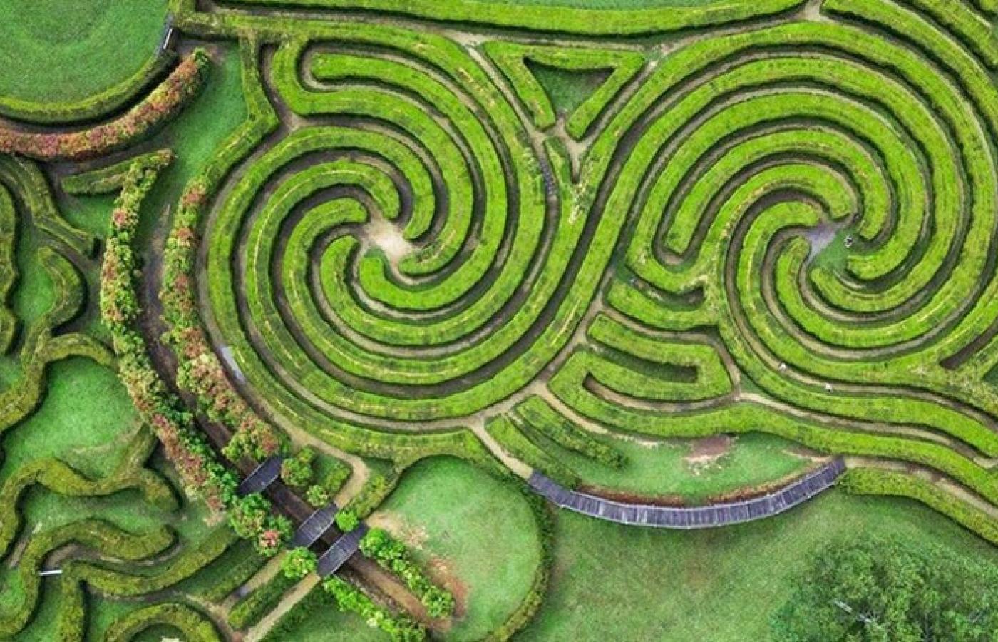 Aerial view of the hedge maze at Bago Vineyards near Wauchope, Port Macquarie hinterland