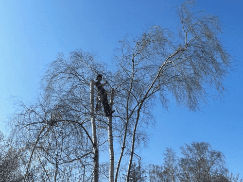 Stubfræsning Møn