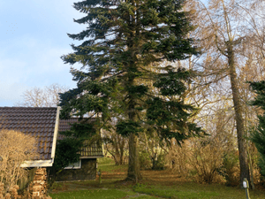 Topkapning Møn