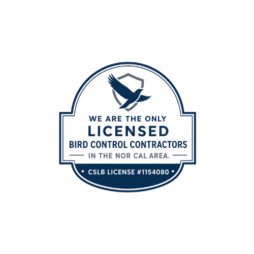 Pigeon Control & Bird Prevention in Davis, CA
