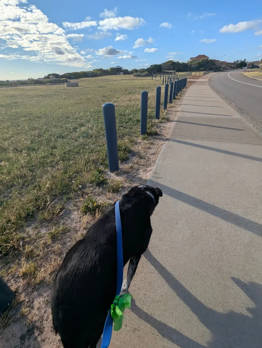 Jeb the 13-year-old kelpie on an evening walk along the Geraldton foreshore Jeb the 13-year-old kelpie on an evening walk along the Geraldton foreshore