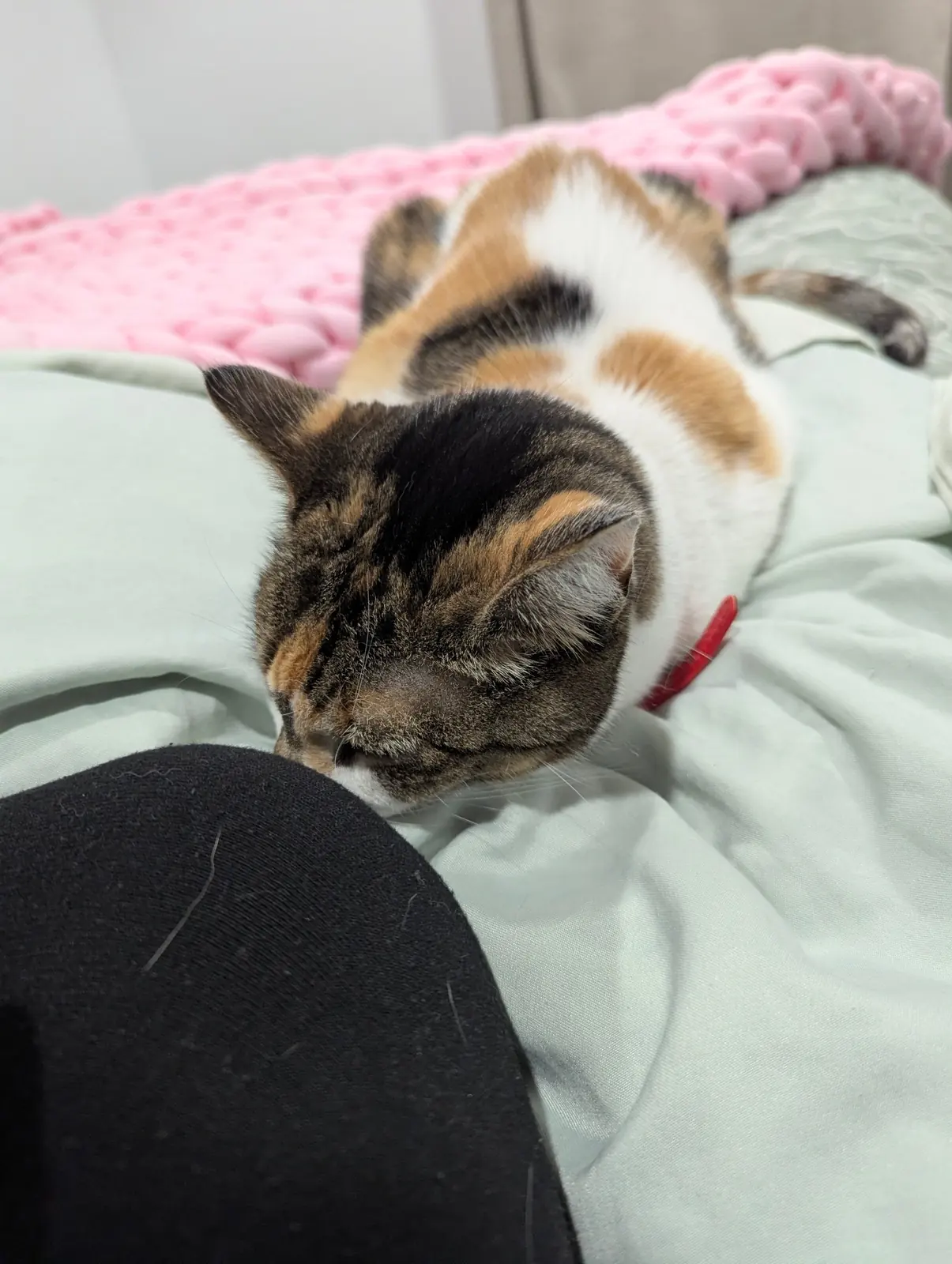 Snuggles the calico cat curled up close to Ellie on the bed Snuggles the calico cat curled up close to Ellie on the bed