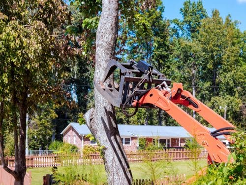 Tree Removal Services in Buffalo