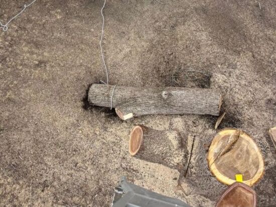 St. Michael Tree Removal Services