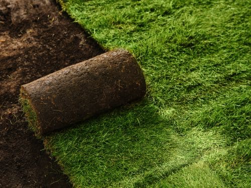 Sod Installation in Buffalo