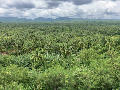 Coconut Road Siargao