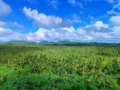 Coconut Plantation View Siargao