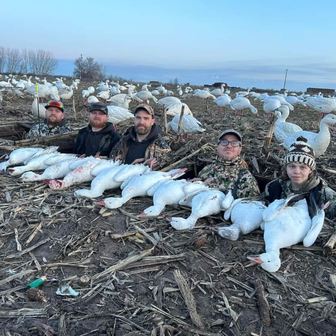 Snow Goose Hunting Saskatchewan