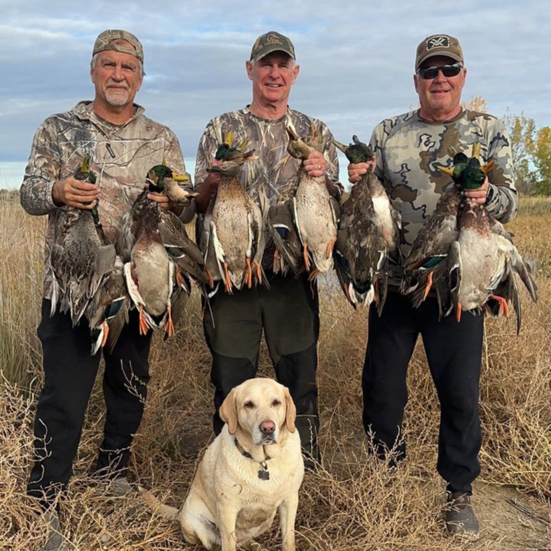 Snow Goose Hunting Saskatchewan