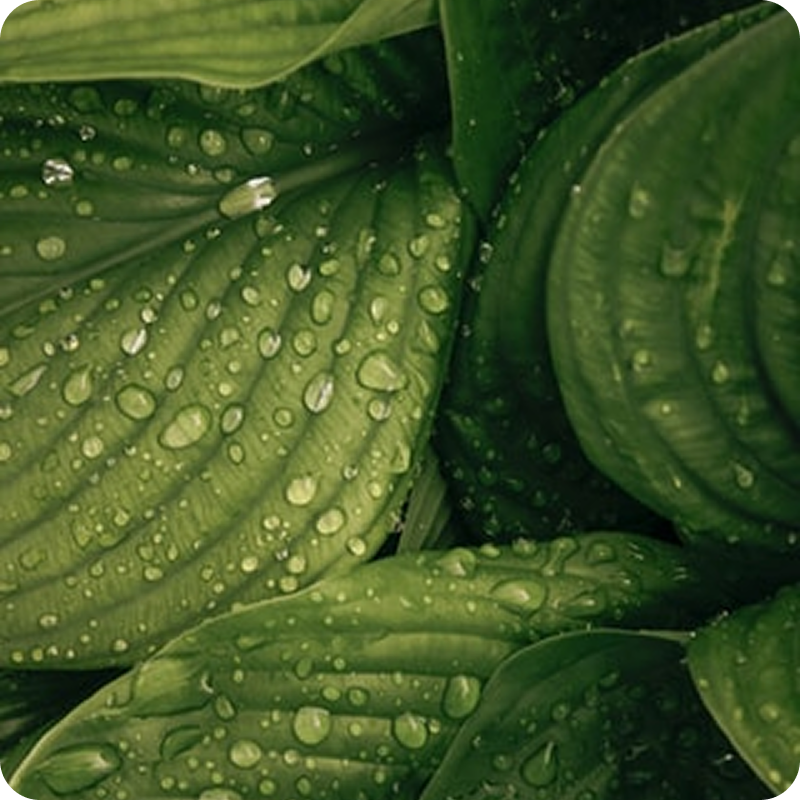 Wet Leaves